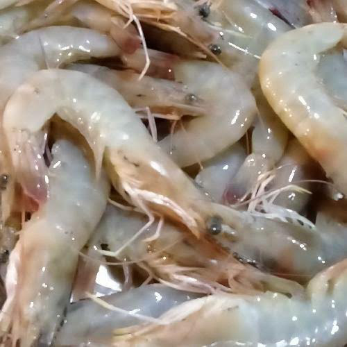 Detail Gambar Udang Jerbung Nomer 47