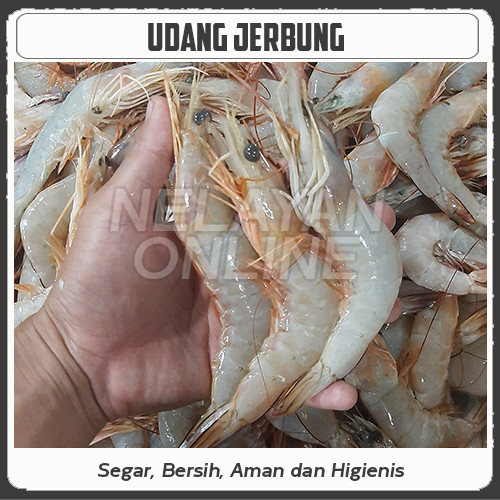 Detail Gambar Udang Jerbung Nomer 48