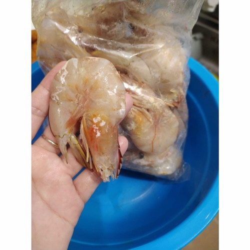 Detail Gambar Udang Jerbung Nomer 50