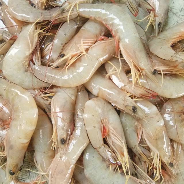 Detail Gambar Udang Jerbung Nomer 53