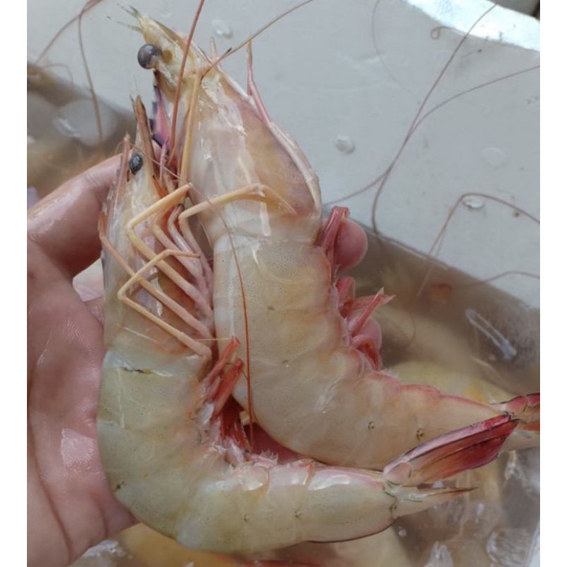 Detail Gambar Udang Laut Nomer 20