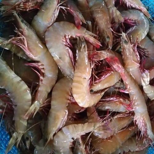 Detail Gambar Udang Laut Nomer 35