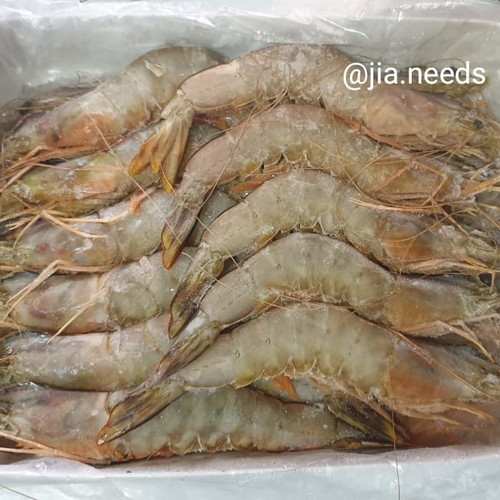 Detail Gambar Udang Laut Nomer 44