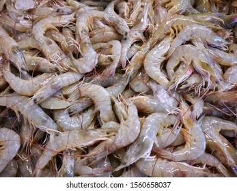 Detail Gambar Udang Laut Nomer 50