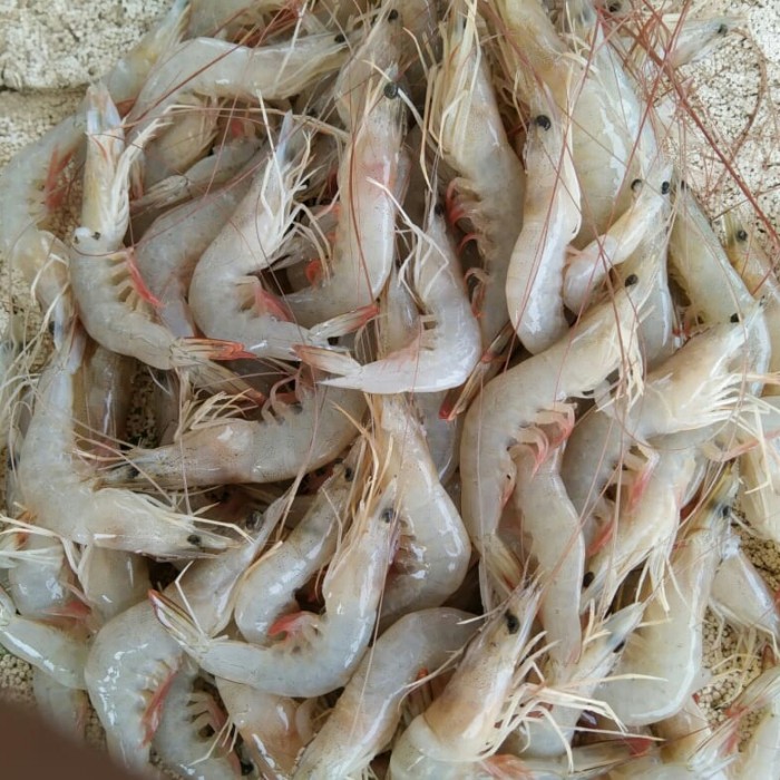 Detail Gambar Udang Laut Nomer 6