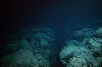 Detail Gambar Udang Tak Bercangkang Di Palung Mariana Nomer 22