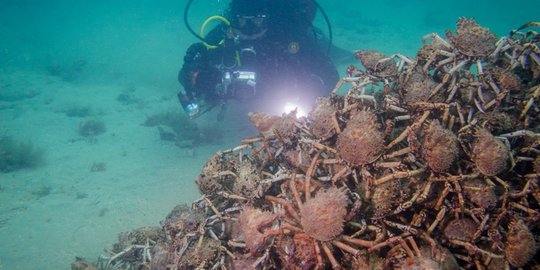 Detail Gambar Udang Tak Bercangkang Di Palung Mariana Nomer 39