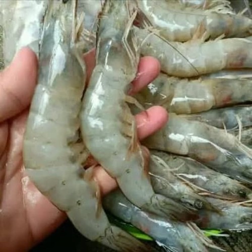 Detail Gambar Udang Vaname Nomer 19