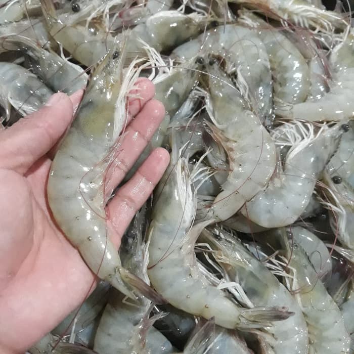 Detail Gambar Udang Vaname Nomer 24