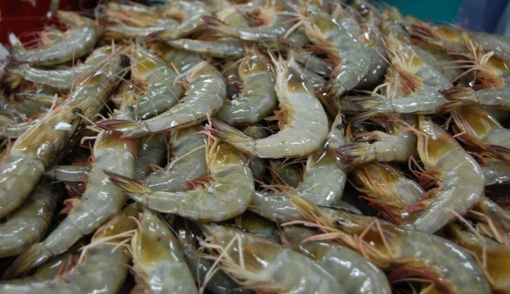 Detail Gambar Udang Vaname Nomer 34