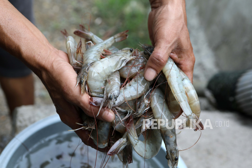 Detail Gambar Udang Vaname Nomer 54