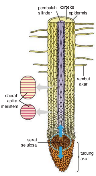 Detail Gambar Ujung Akar Nomer 25