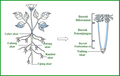 Detail Gambar Ujung Akar Nomer 28