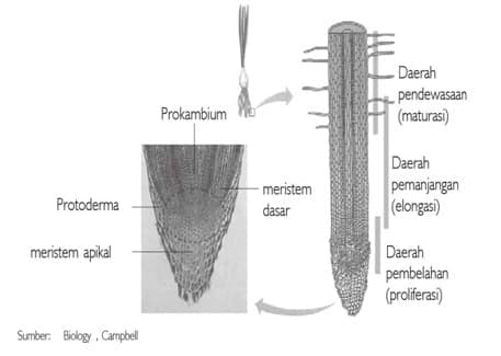 Detail Gambar Ujung Akar Nomer 35