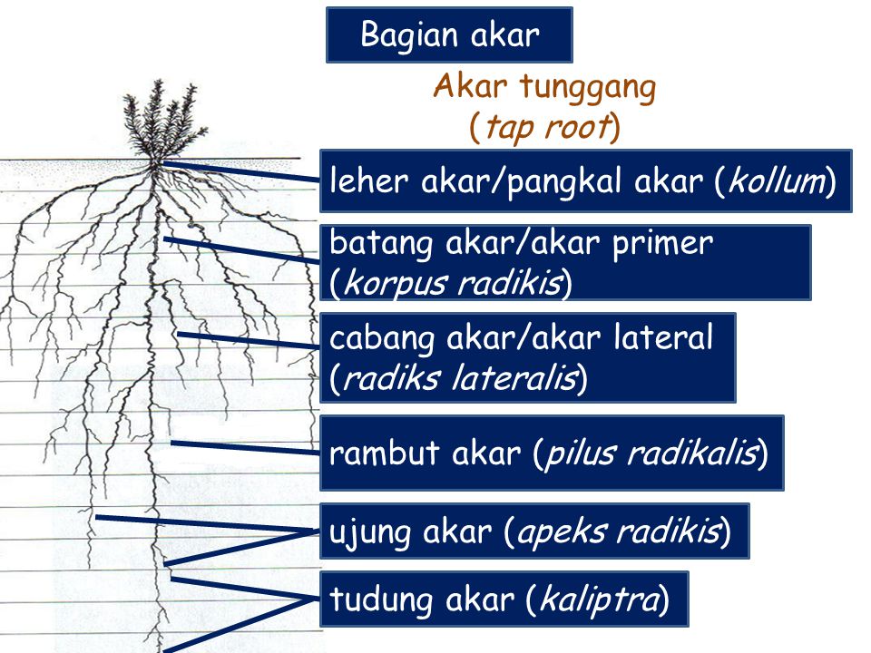 Detail Gambar Ujung Akar Nomer 39