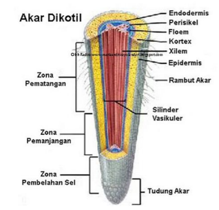 Detail Gambar Ujung Akar Nomer 44