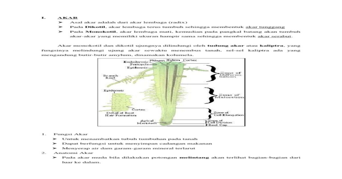 Detail Gambar Ujung Akar Nomer 52