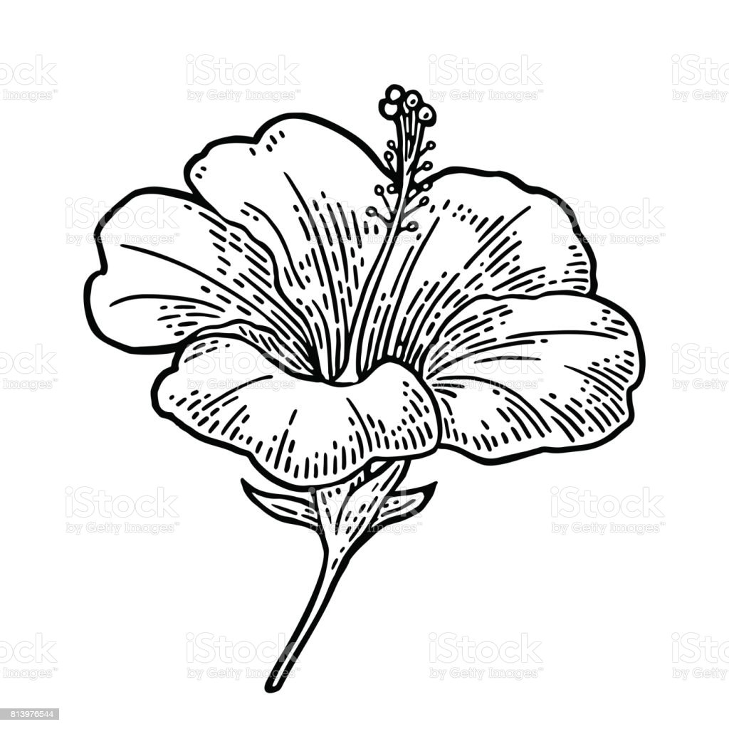 Detail Gambar Ukiran Bunga Hitam Putih Nomer 53