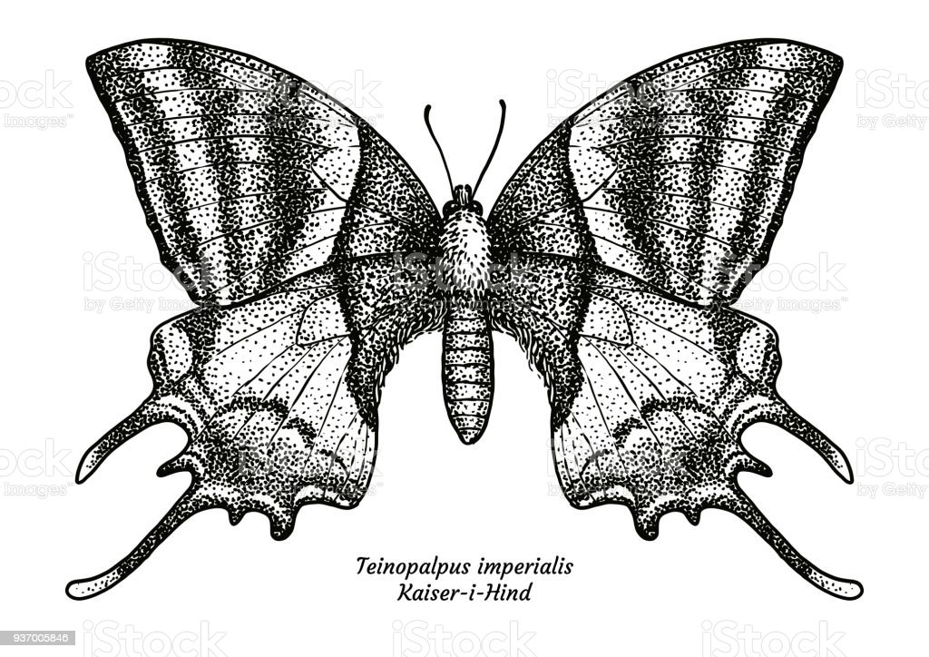 Detail Gambar Ukiran Ekor Vector Nomer 9