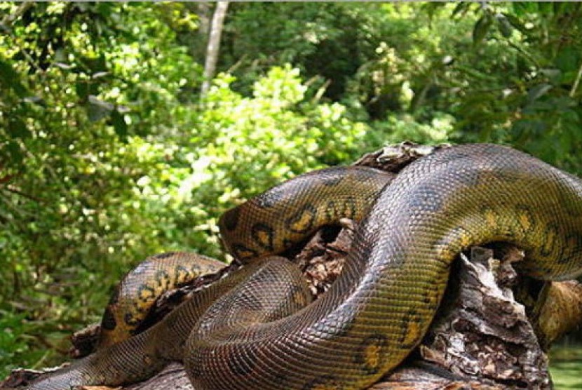 Detail Gambar Ular Anaconda Nomer 14