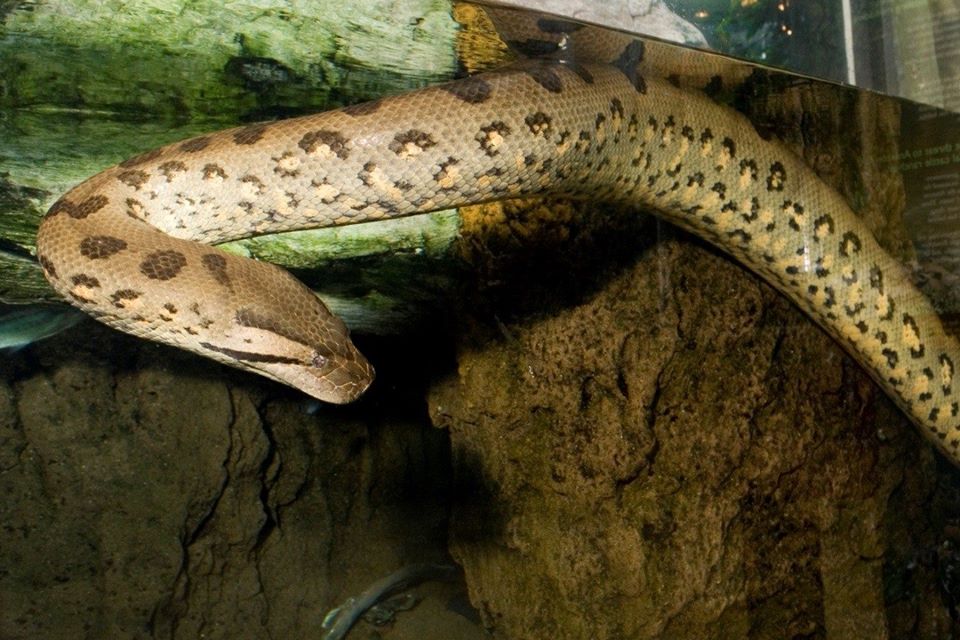 Detail Gambar Ular Anaconda Nomer 41