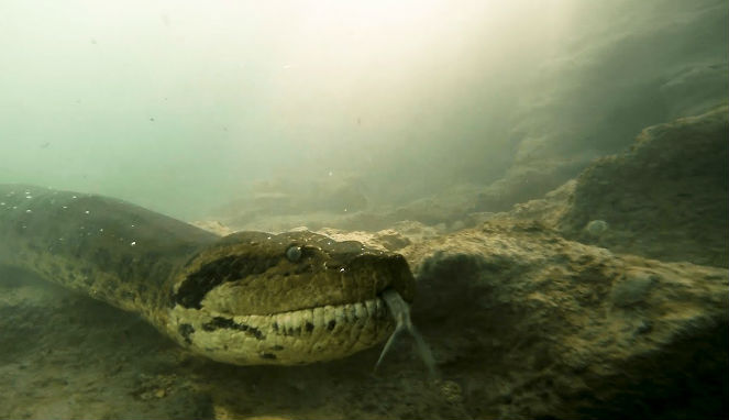 Detail Gambar Ular Anaconda Nomer 42