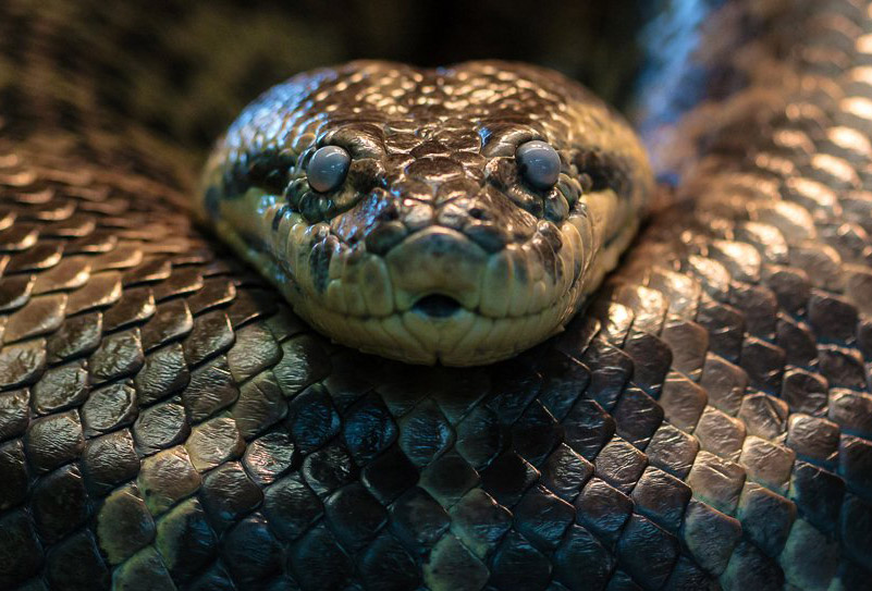 Detail Gambar Ular Anaconda Nomer 45