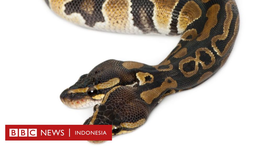 Detail Gambar Ular Dan Keterangan Anggota Tunuh Nomer 35