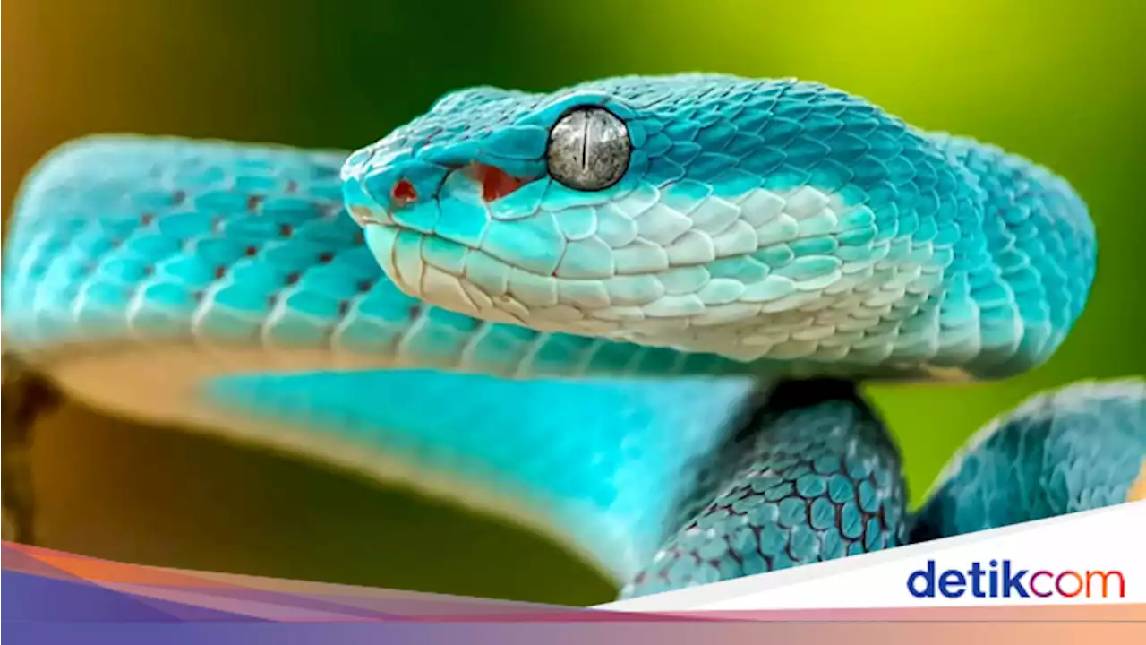 Detail Gambar Ular Keren Nomer 30