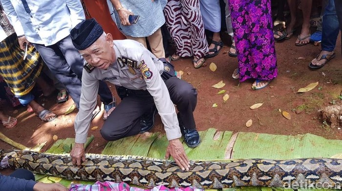 Detail Gambar Ular Makan Orang Nomer 34