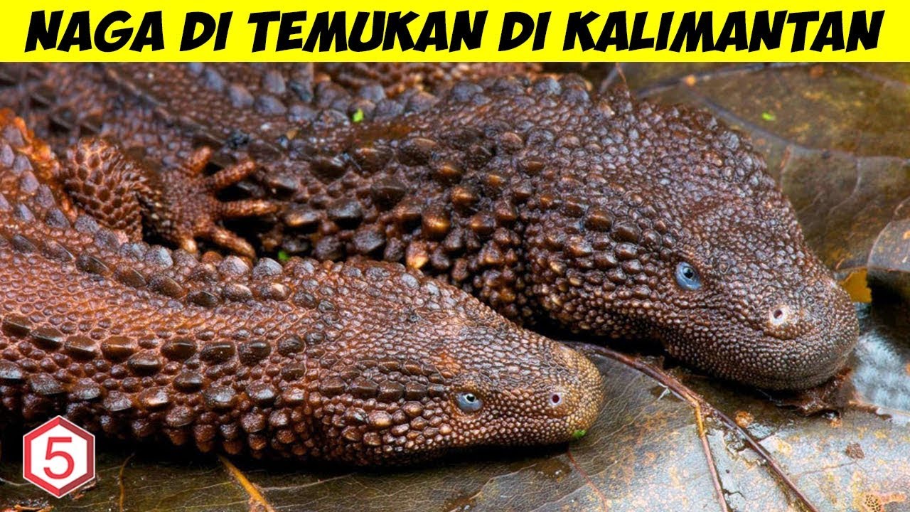 Detail Gambar Ular Naga Asli Nomer 19