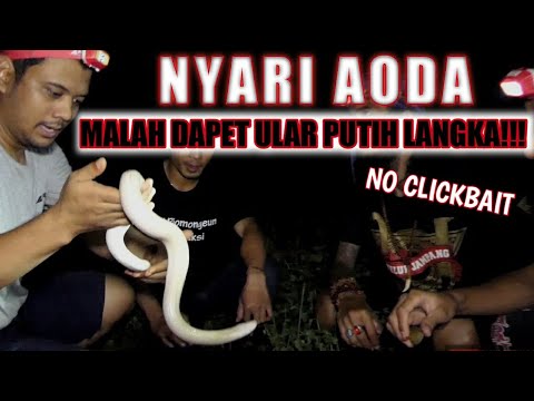 Detail Gambar Ular Putih Nomer 45