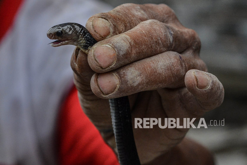 Detail Gambar Ular Sendok Nomer 34