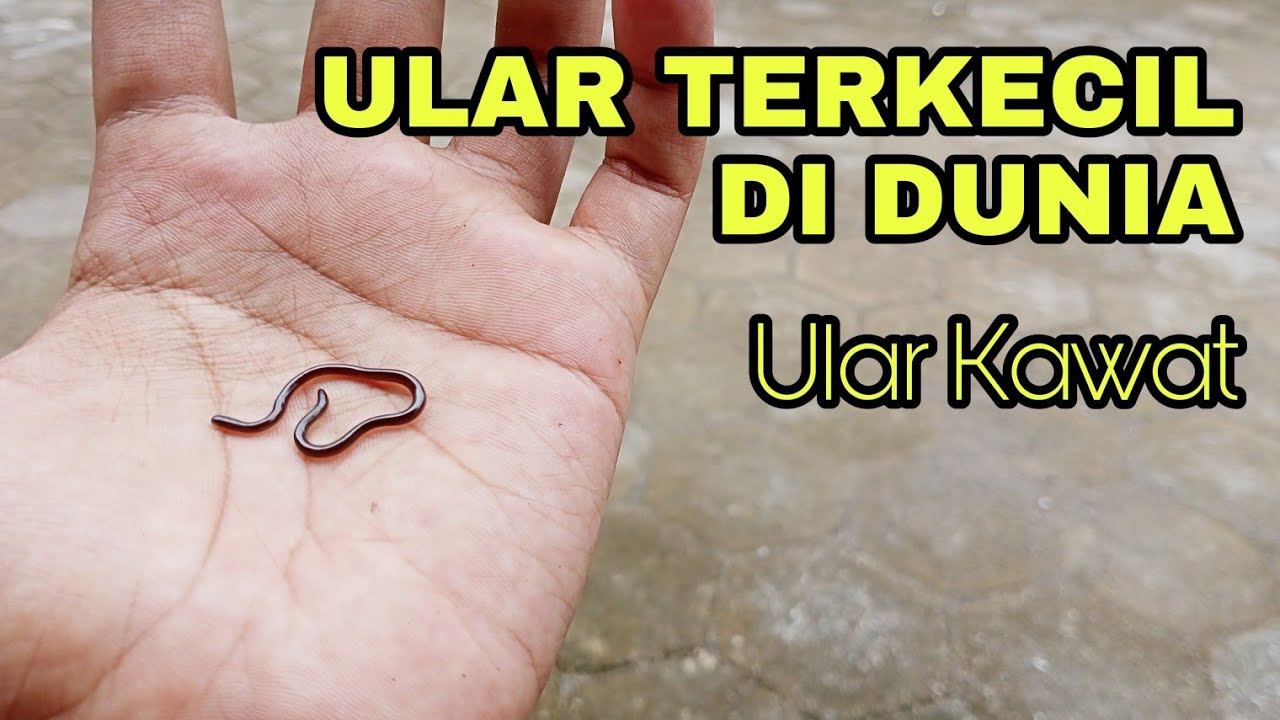 Detail Gambar Ular Terkecil Di Dunia Nomer 37