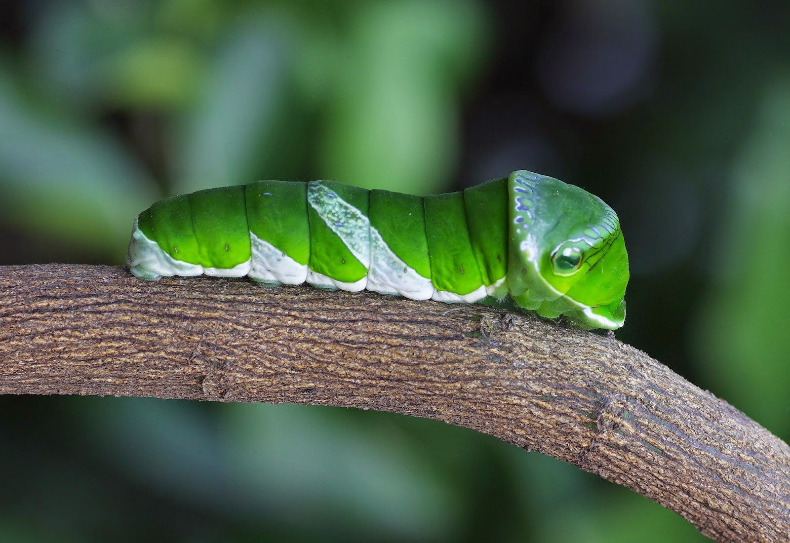 Detail Gambar Ulat Daun Nomer 2