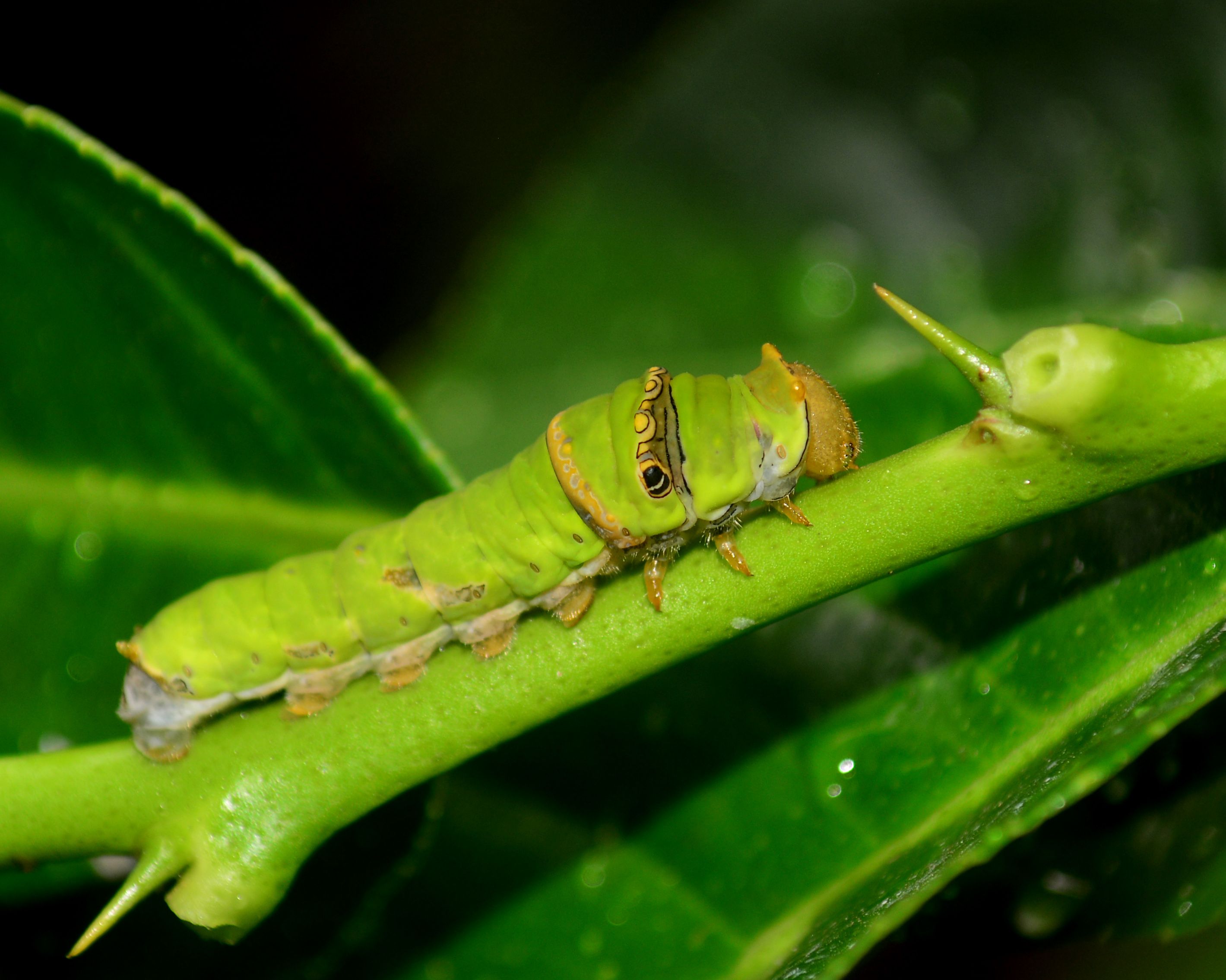 Detail Gambar Ulat Daun Nomer 52