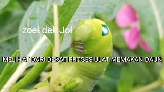 Detail Gambar Ulat Daun Nomer 55