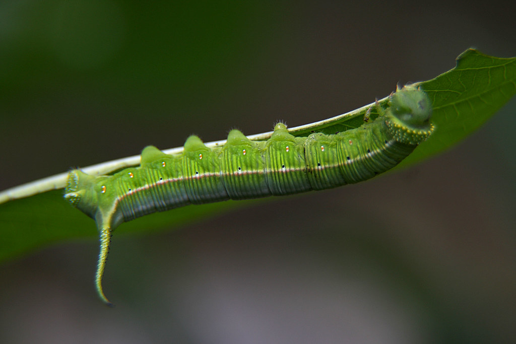 Detail Gambar Ulat Daun Nomer 7