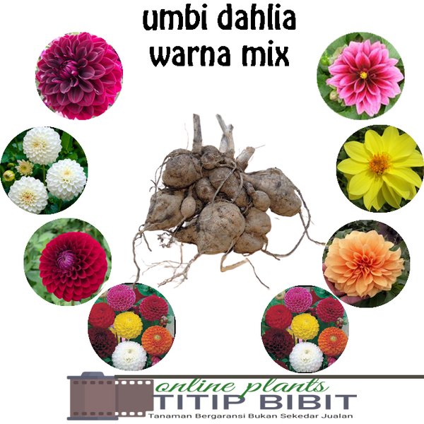 Detail Gambar Umbi Bunga Dahlia Nomer 42