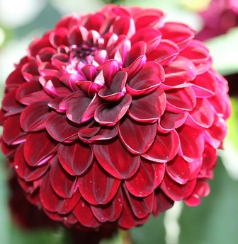 Detail Gambar Umbi Bunga Dahlia Nomer 50