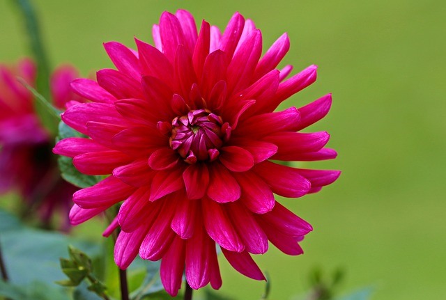 Detail Gambar Umbi Bunga Dahlia Nomer 7