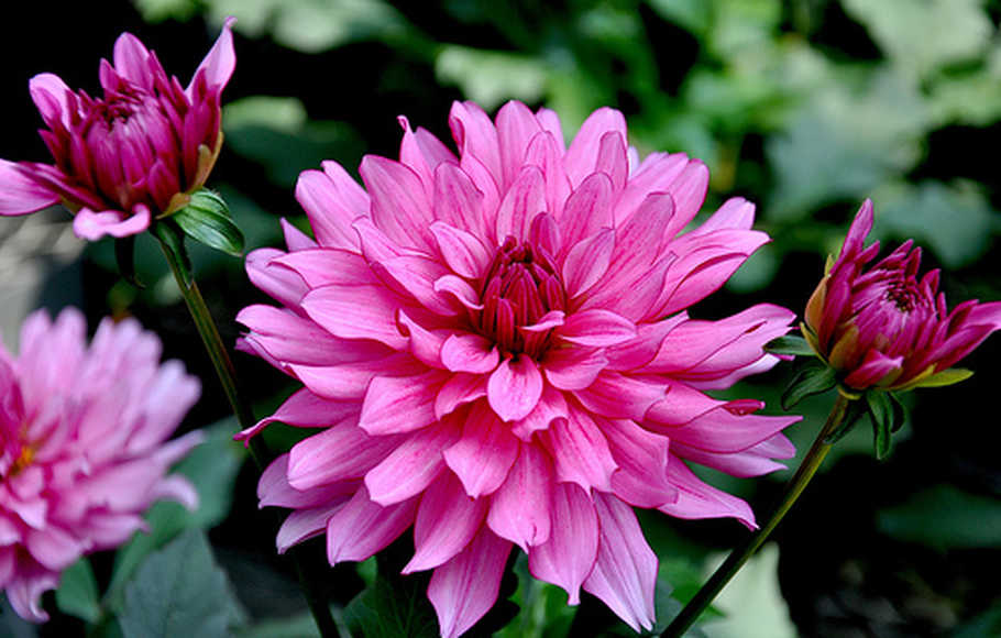 Detail Gambar Umbi Bunga Dahlia Nomer 8