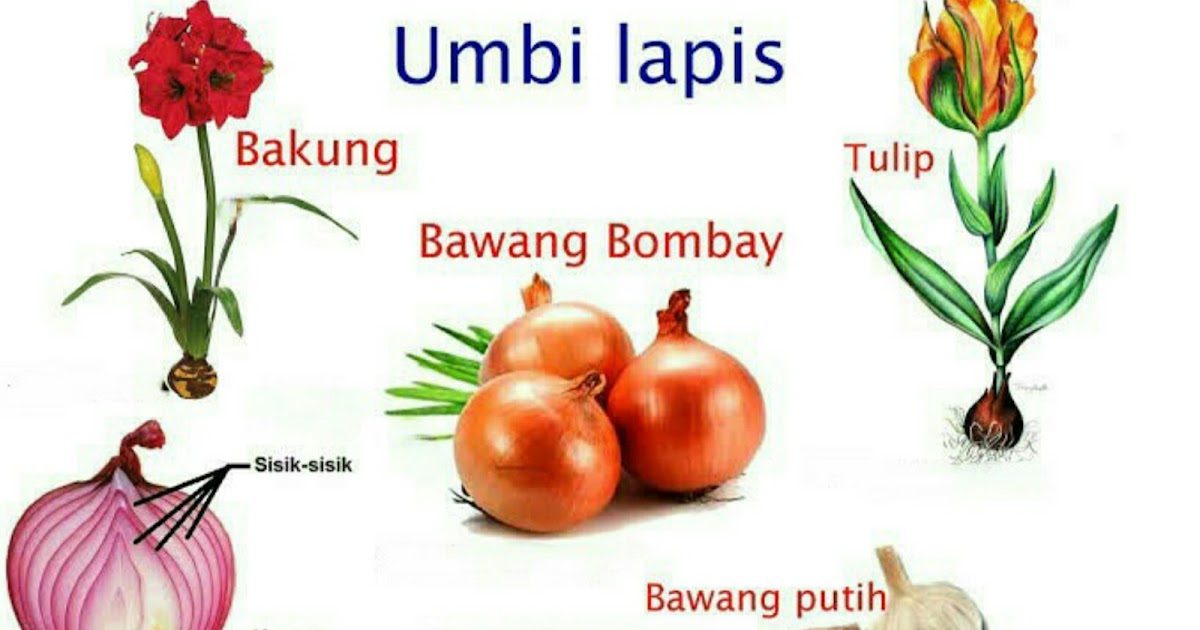 Detail Gambar Umbi Lapis Bawang Merah Nomer 24