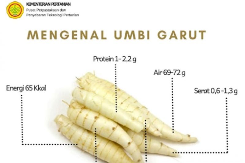 Detail Gambar Umbi Umbian Gambar Umbi Suweg Nomer 48