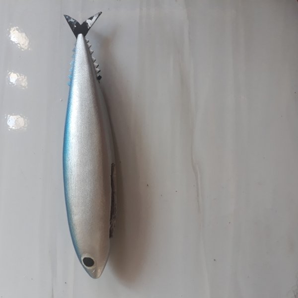 Gambar Umpan Ikan Tuna - KibrisPDR