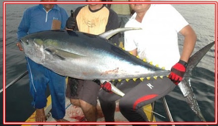 Detail Gambar Umpan Ikan Tuna Nomer 32