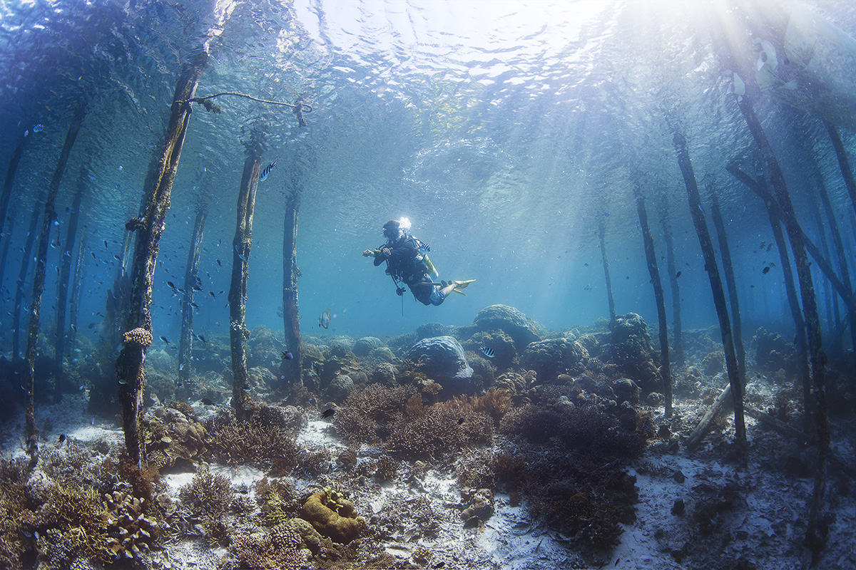 Detail Gambar Underwater Raja Ampat Nomer 15