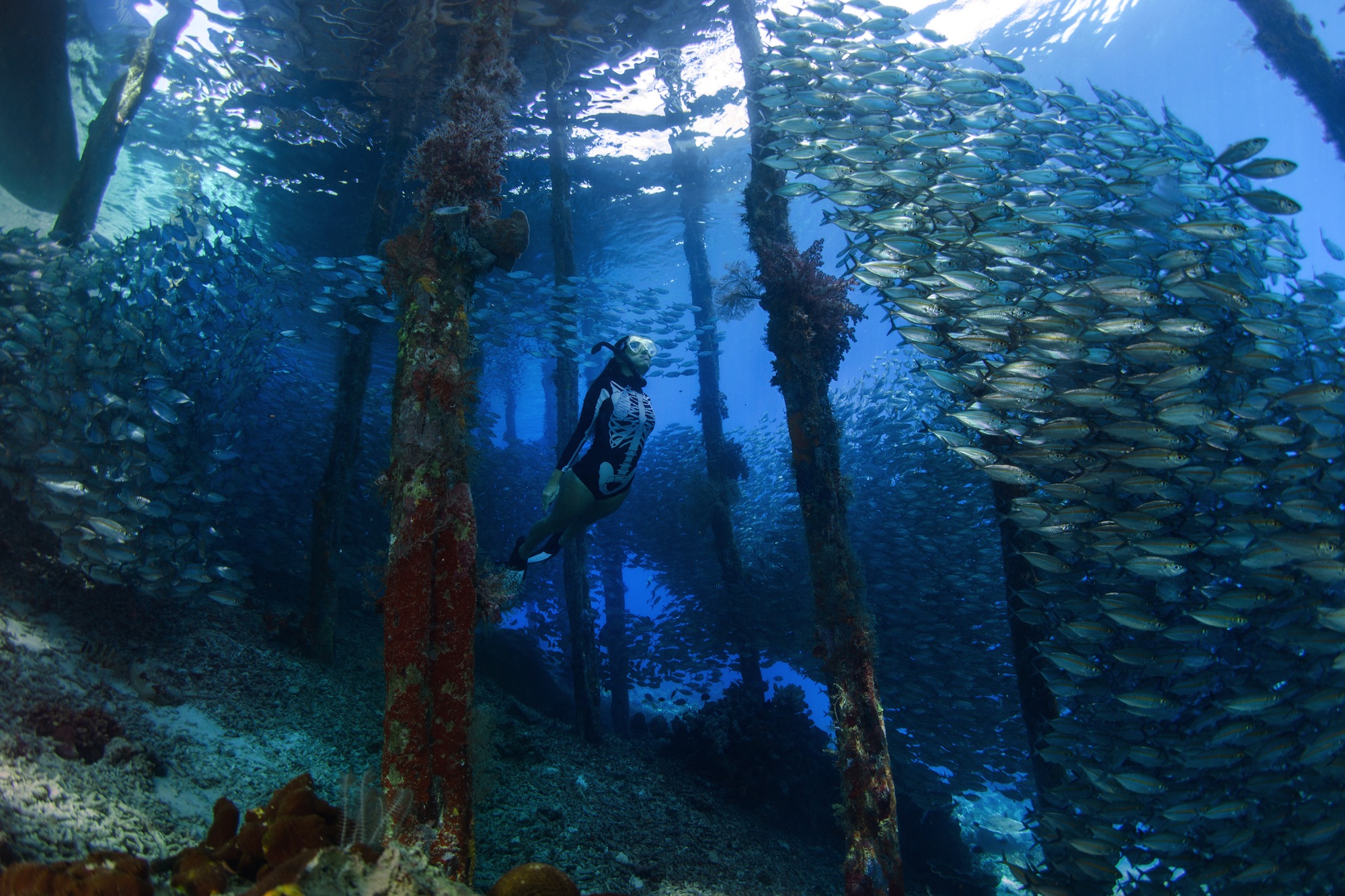 Detail Gambar Underwater Raja Ampat Nomer 16