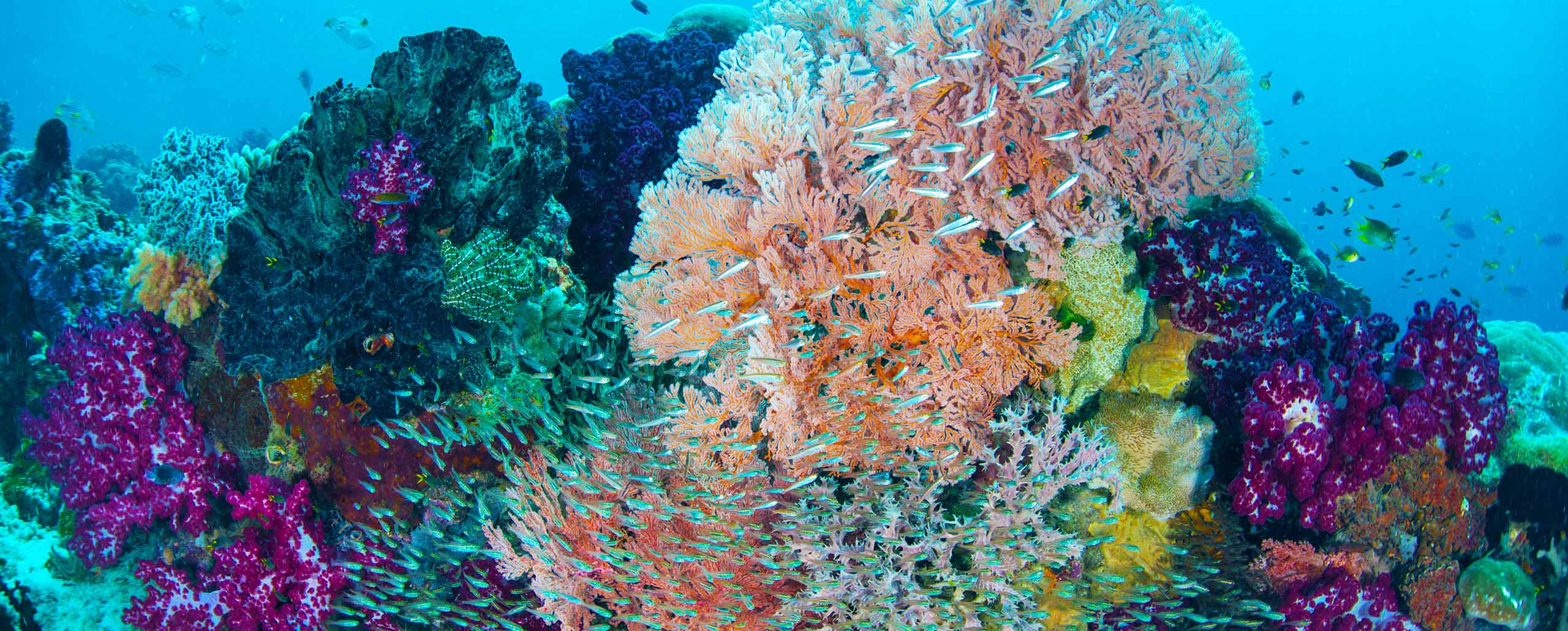 Detail Gambar Underwater Raja Ampat Nomer 27