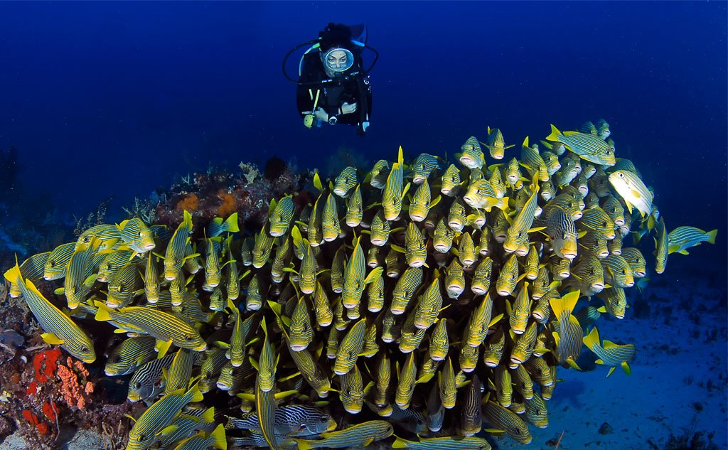 Detail Gambar Underwater Raja Ampat Nomer 4